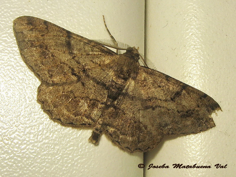 Hypomecis roboraria - No, Peribatodes rhomboidaria, Geometridae